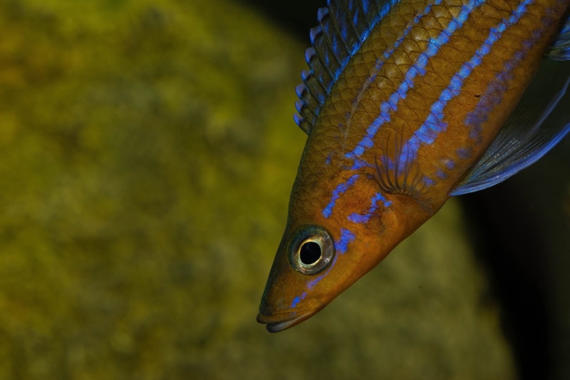 Paracyprichromis nigripinnis 'Kantalamba'